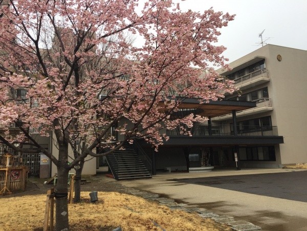 生徒のいなくなった校舎前では小彼岸桜(コヒガンザクラ)の花が咲いていた。(今年3月2日、杉山校長撮影)