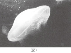 クラゲの写真1