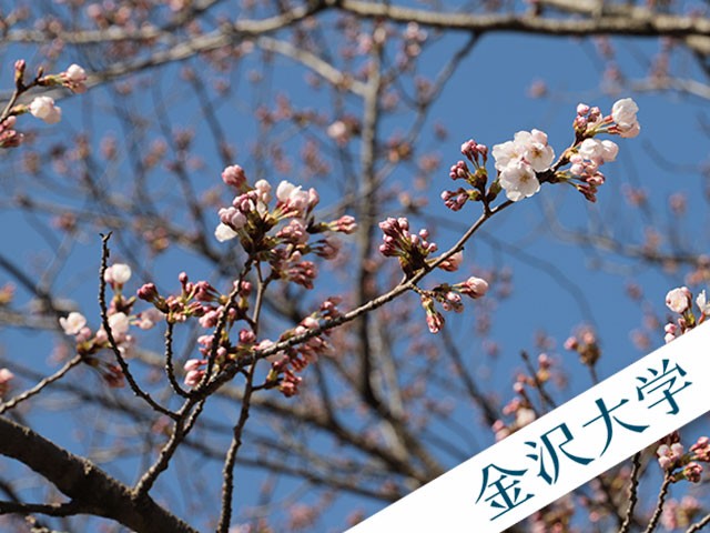角間キャンパスで桜の開花宣言！