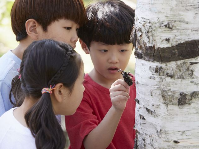 夏休みの自由研究 昆虫採集が理系進学のきっかけに 子どもを伸ばす取り組み方とは 夏にはぐくむ理系脳 朝日新聞edua 夏休みの自由研究 昆虫採集が理系進学のきっかけに 子どもを伸ばす取り組み方とは 夏にはぐくむ理系脳 朝日新聞edua