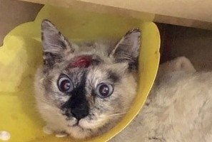 動物虐待 捜査への大きな前進 Oricon News Auヘッドライン 動物虐待 捜査への大きな前進 Oricon News Auヘッドライン