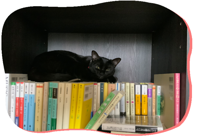 コイズムな遊びゴト Vol 1 少し猫だった Aging Gracefully わたしらしく輝く